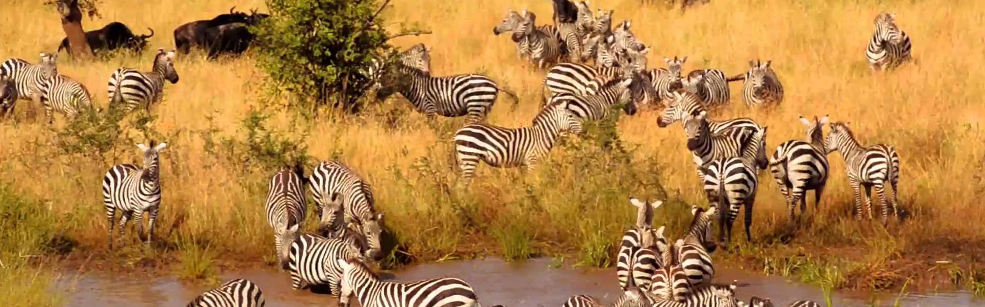 Embark on a 5-day Tanzania mid-range safari to Serengeti and Ngorongoro. Cozy lodges and Big Five sightings await—book your ideal adventure now