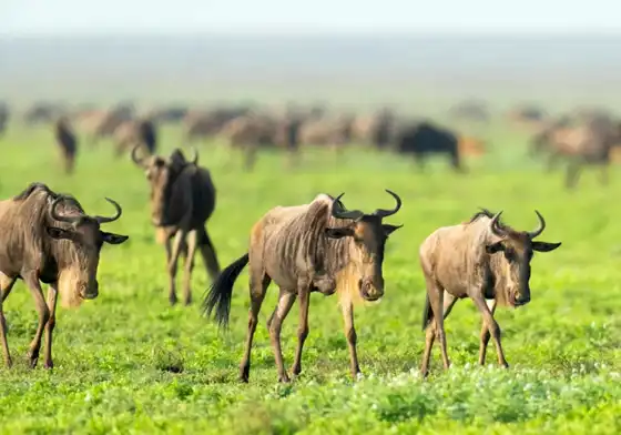 5-days-tanzania-mid-range-safari-tarangire-serengeti-ngorongoro-manyara