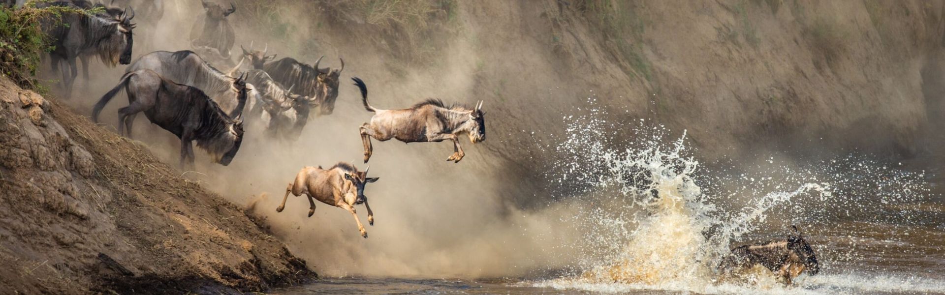 Experience a 7-day wildebeest Mara River crossing safari in Serengeti, Tanzania. Watch the Great Migration live