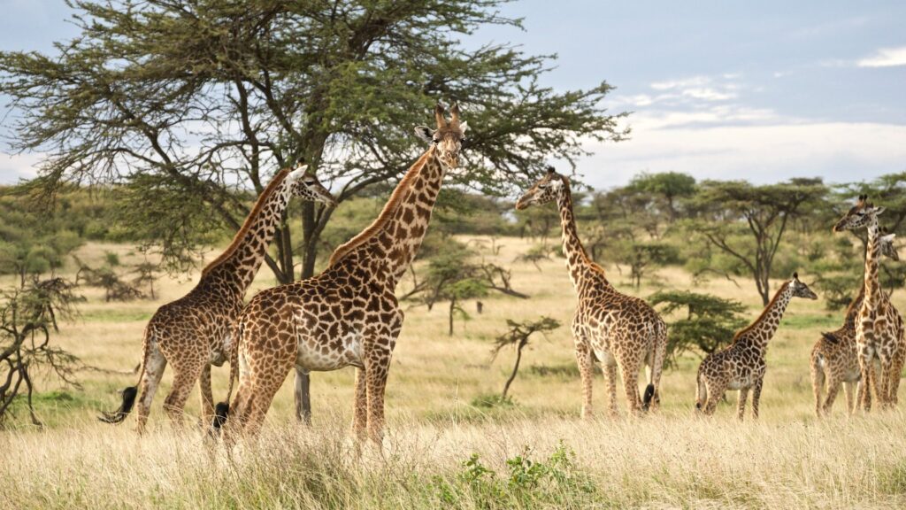 How Tanzania’s Wildlife is Thriving with New Conservation Effort