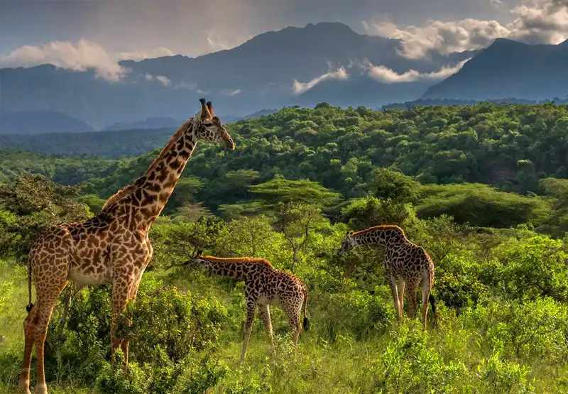 Arusha National Park