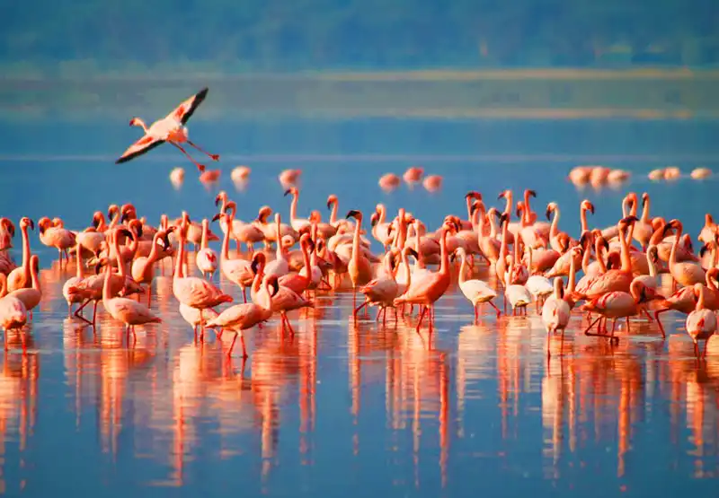 Lake Manyara Day Trip