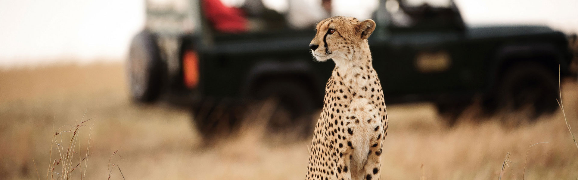 Tanzania Tours: Unforgettable Safari & Adventure Packages