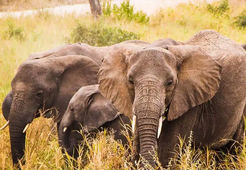 Tarangire Day Trips