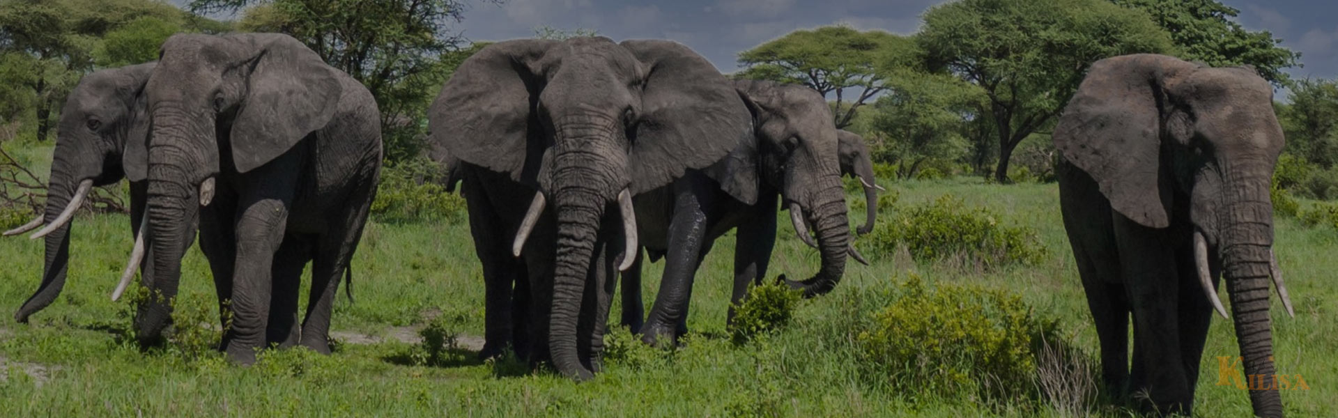 Top Tanzania Destinations to Explore in 2025 - Ultimate Travel Guide