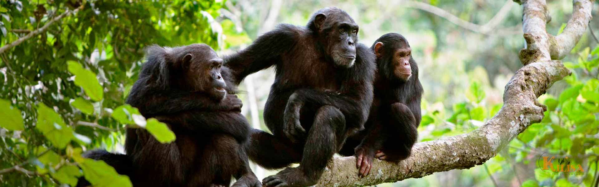 Gombe Stream National Park: Tanzania’s Chimpanzee Haven