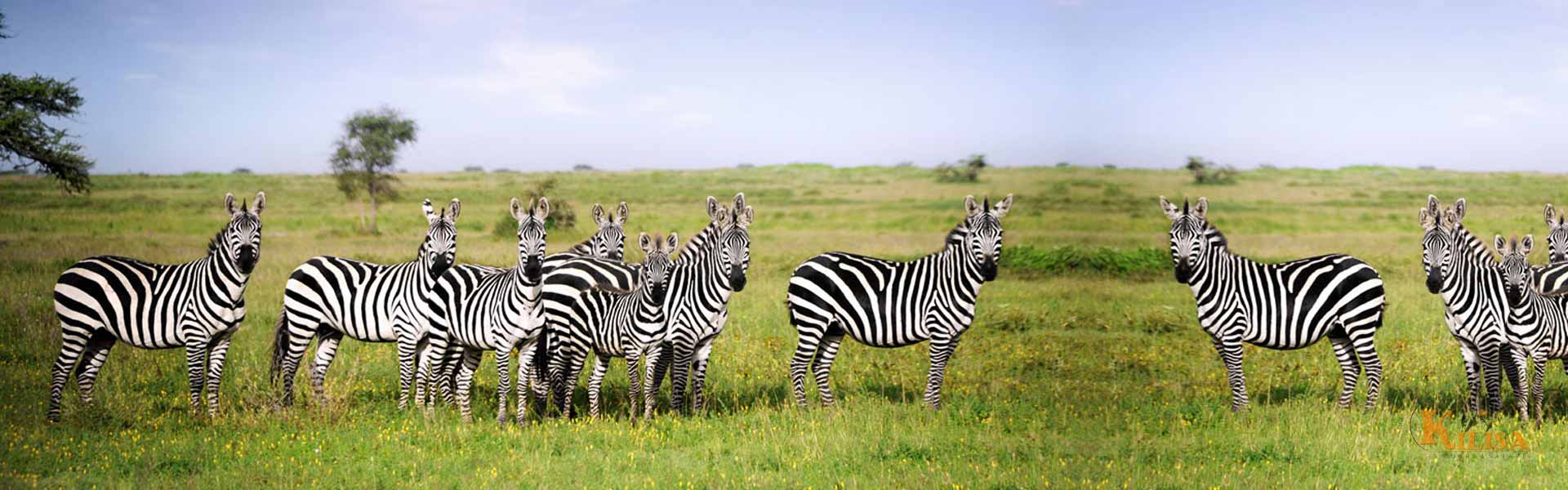 Katavi National Park: Tanzania’s Remote Safari Escape