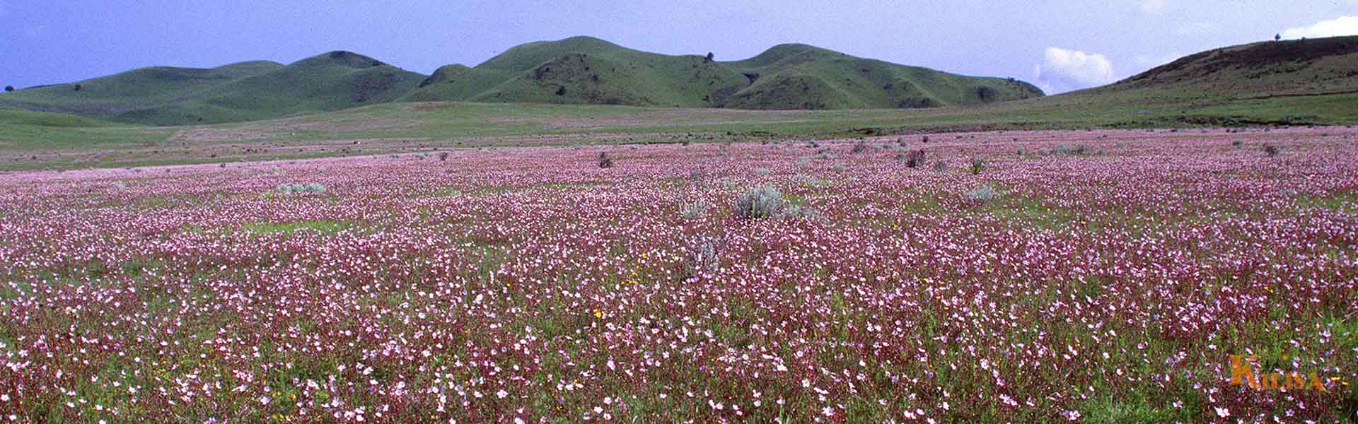 Explore Kitulo Plateau, Tanzania’s “Serengeti of Flowers” with stunning wildflowers and highlands
