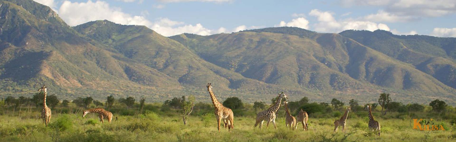 Discover Mkomazi National Park, Tanzania’s haven for black rhinos and rare wildlife. Ideal for safaris and conservation lovers