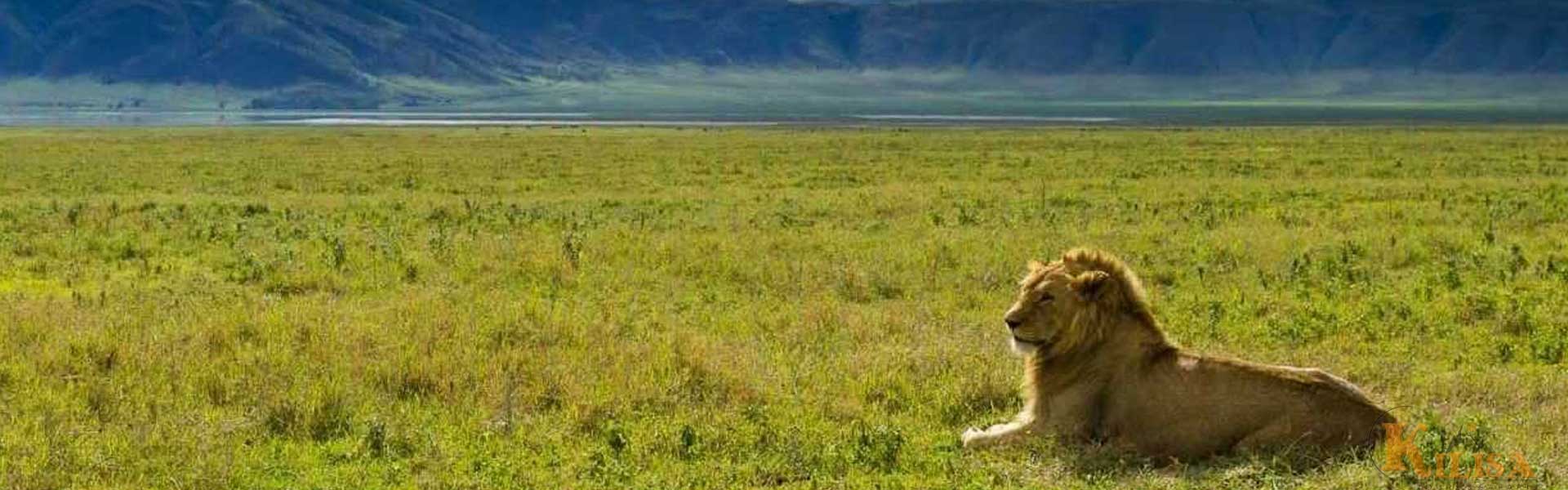 Ngorongoro Conservation Area: Tanzania’s Wildlife Crater