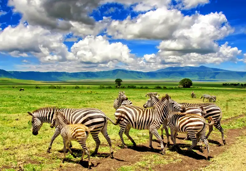 ngorongoro-crater-day-tour