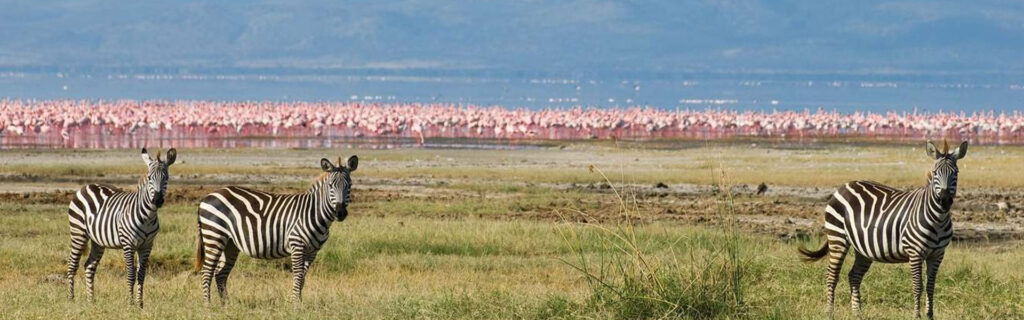 Join a Ngorongoro Crater Day Tour from Arusha to explore a wildlife-rich caldera. Spot lions, rhinos, and more on a scenic full-day safari adventure