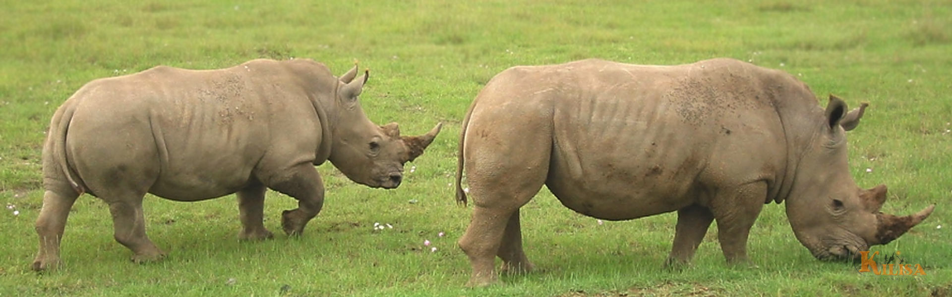 Join a Ngorongoro Crater Day Tour from Arusha to explore a wildlife-rich caldera. Spot lions, rhinos, and more on a scenic full-day safari adventure