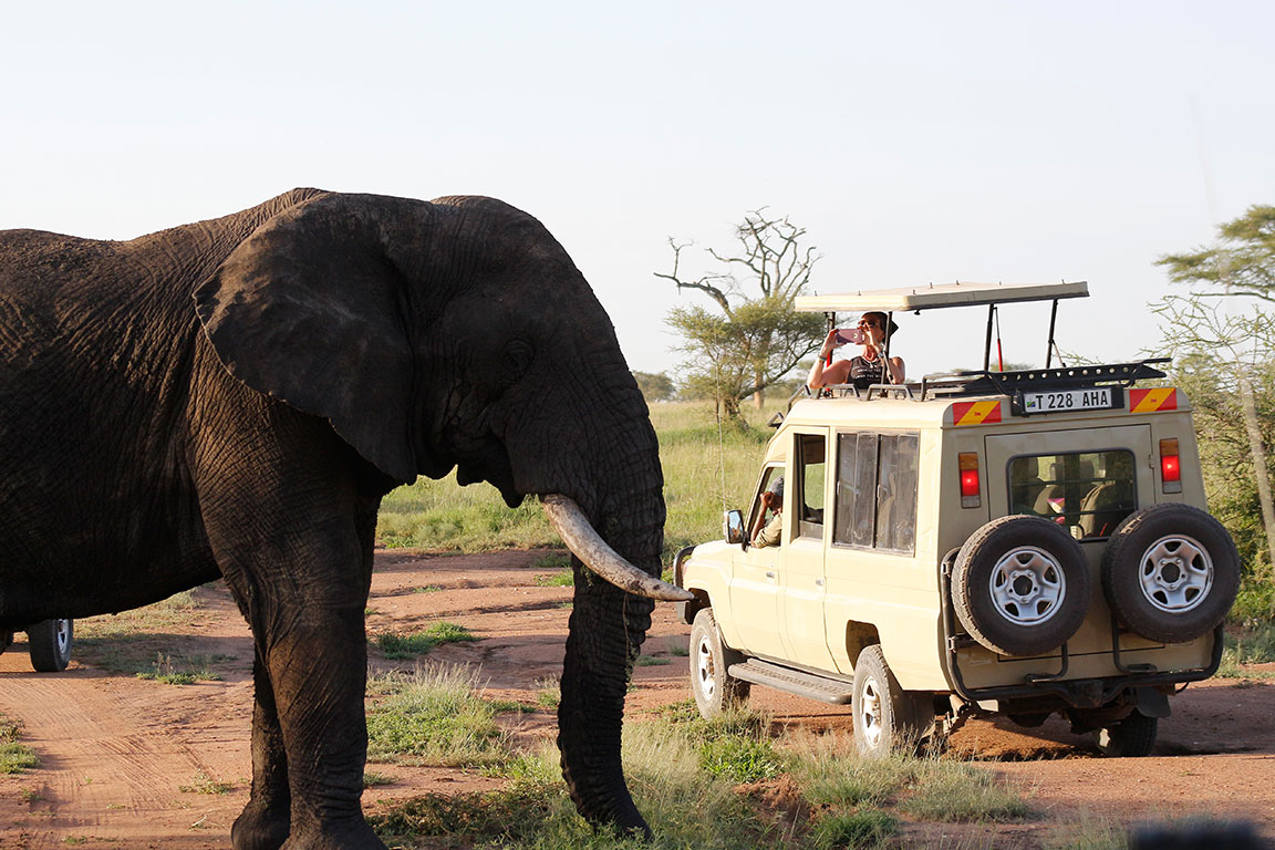 Safari vehicle with a pop-up roof parked beside an elephant on a game drive