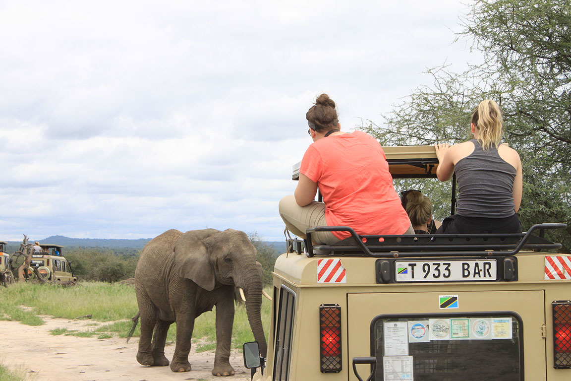 Guests standing up through the open roof of a safari vehicle as an elephant walks past