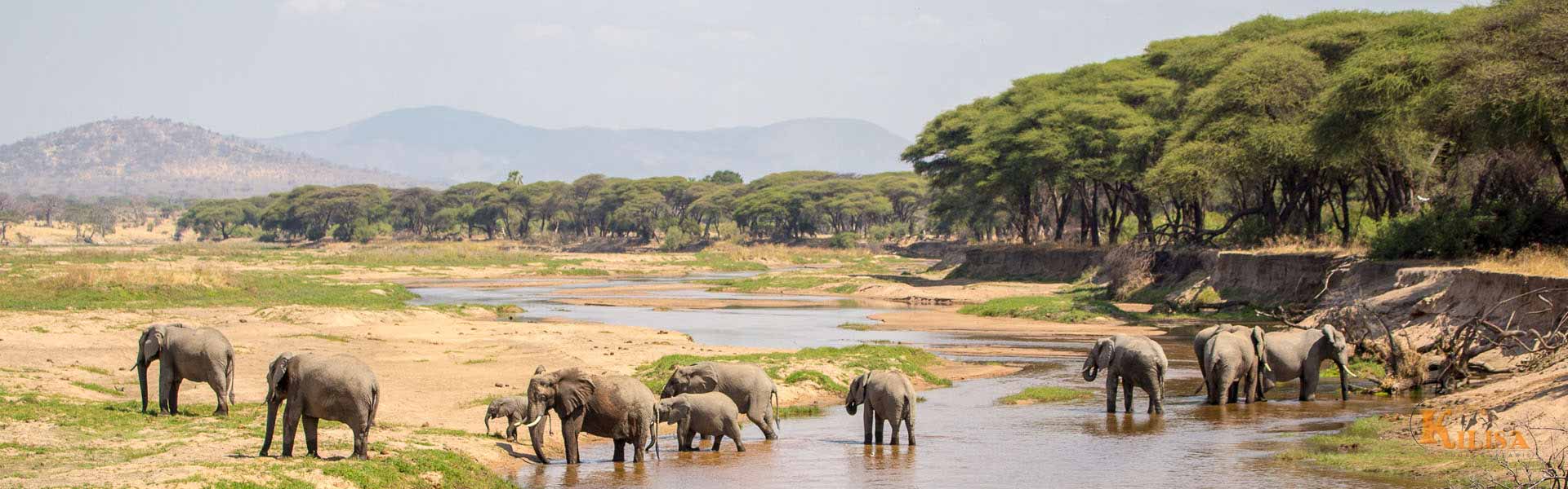 Ruaha National Park: Tanzania’s Wild Safari Secret