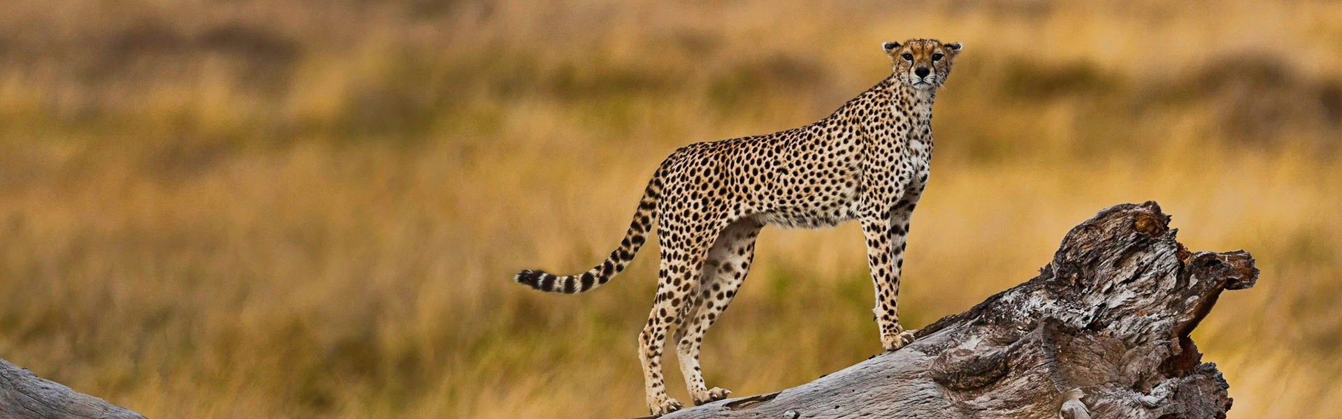 Get answers to Tanzania safari FAQs—when to go, costs, safety, and more for Serengeti and beyond. Plan your perfect wildlife trip
