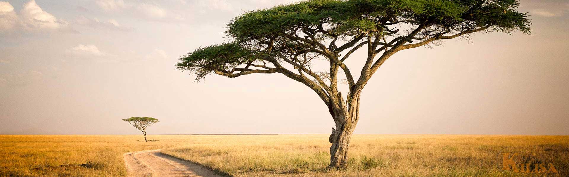 Serengeti National Park: Tanzania’s Ultimate Safari Adventure
