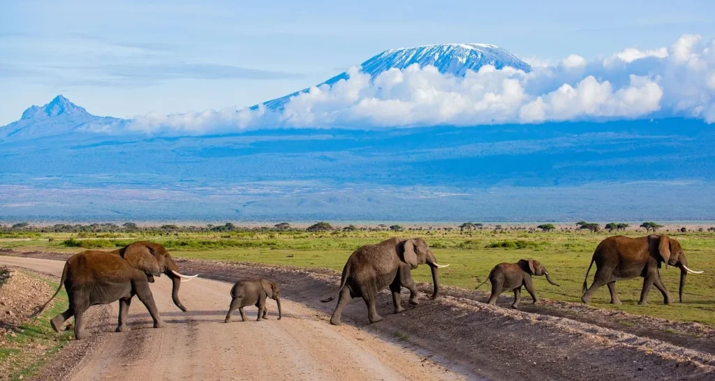 Tanzania’s New Safari Packages