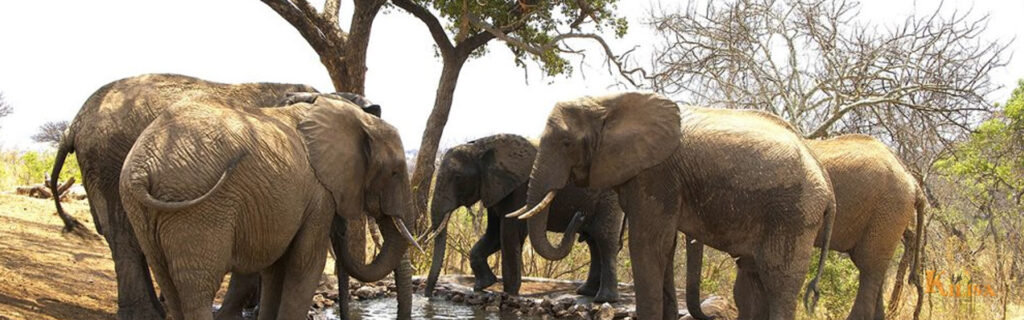 Experience a thrilling Tarangire Day Tour from Arusha, featuring vast savannas, elephant herds, and baobab trees. Enjoy a full day of game drives with expert guides.