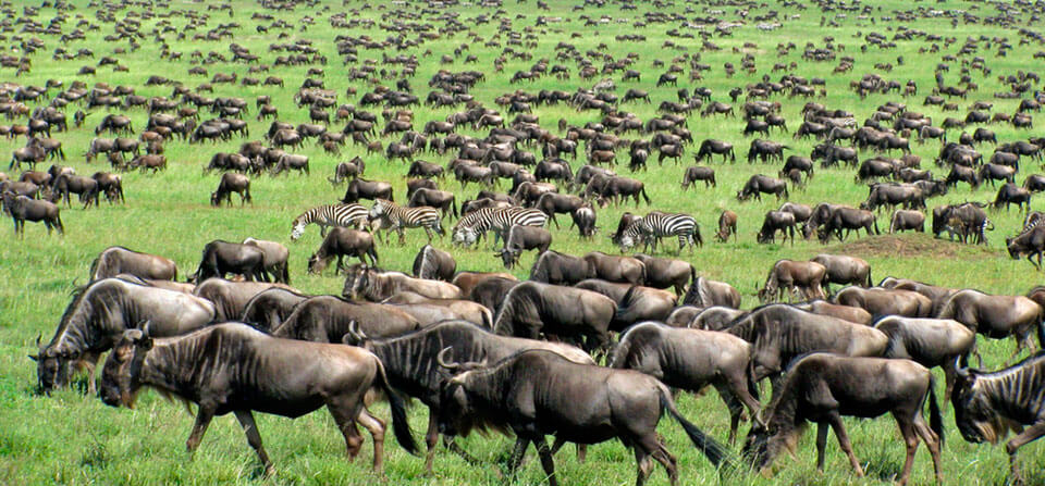 April – May: Green Season (Central Serengeti)