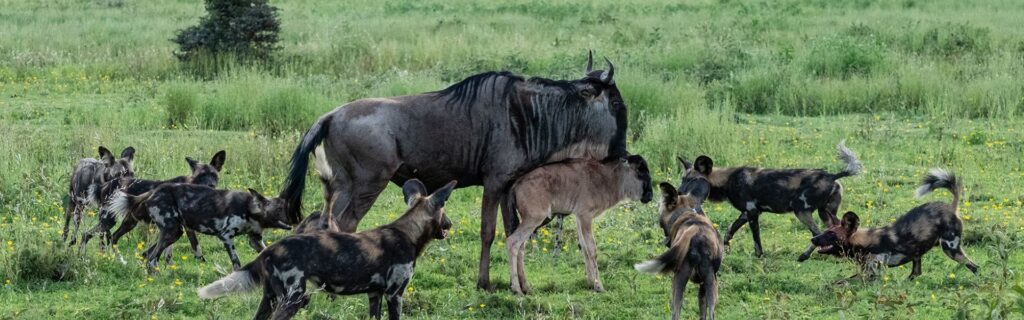 Calving Season Migration in Tanzania: Witness the Miracle of New Life in the Wild