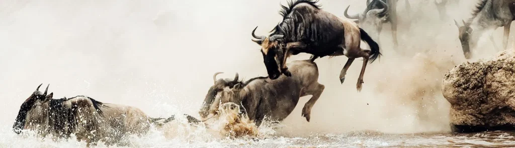 August – October: Mara River Crossings (Northern Serengeti)