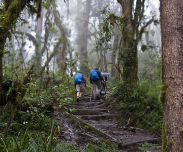 Machame Route Kilimanjaro: Ultimate Guide for First-Time Hikers & Adventure Seekers
