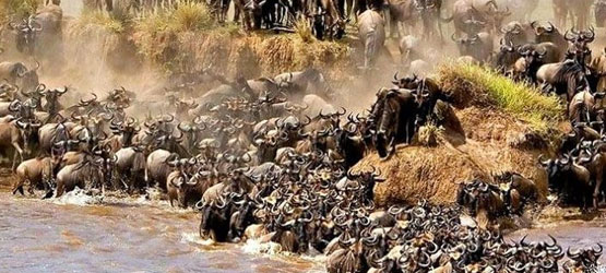 Herds begin their journey back toward the southern Serengeti. Game viewing is still excellent, and crowds start to thin out.