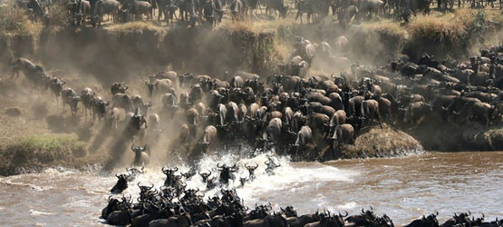 /6-days-great-tanzania-northern-serengeti-migration