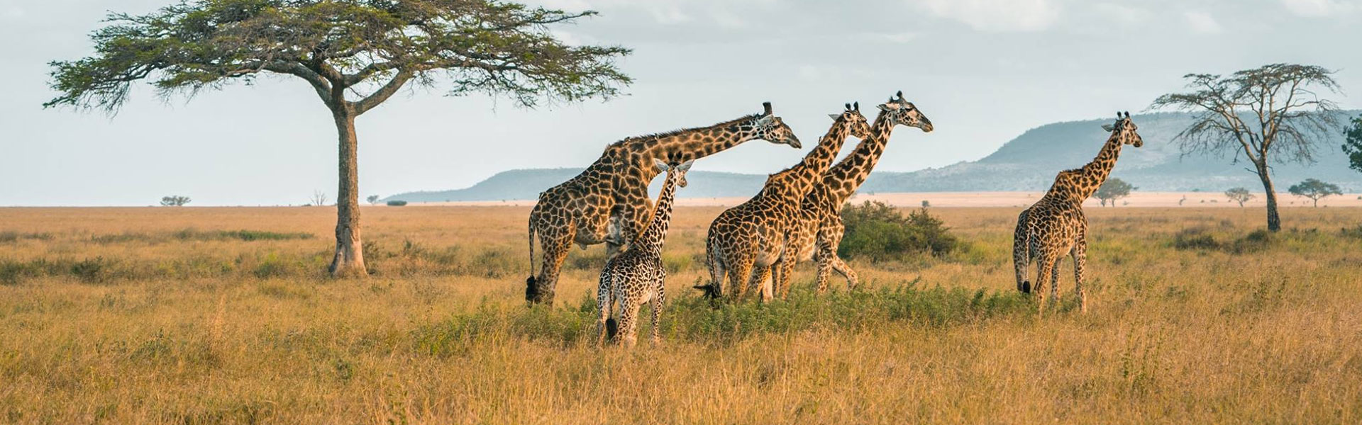 Explore Tanzania on a mid range safari—combining comfort, thrilling wildlife experiences, and value for money. Discover the best parks, lodges, itineraries, and costs