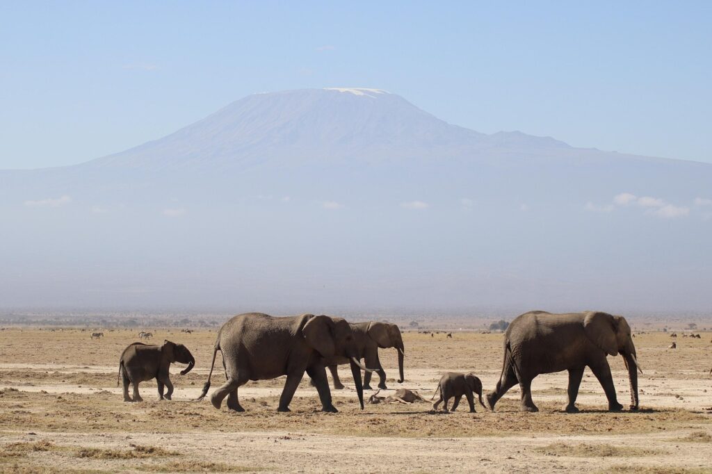 What To Consider When Booking A Kilimanjaro Climbing Tour