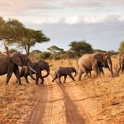 Tarangire national park safari