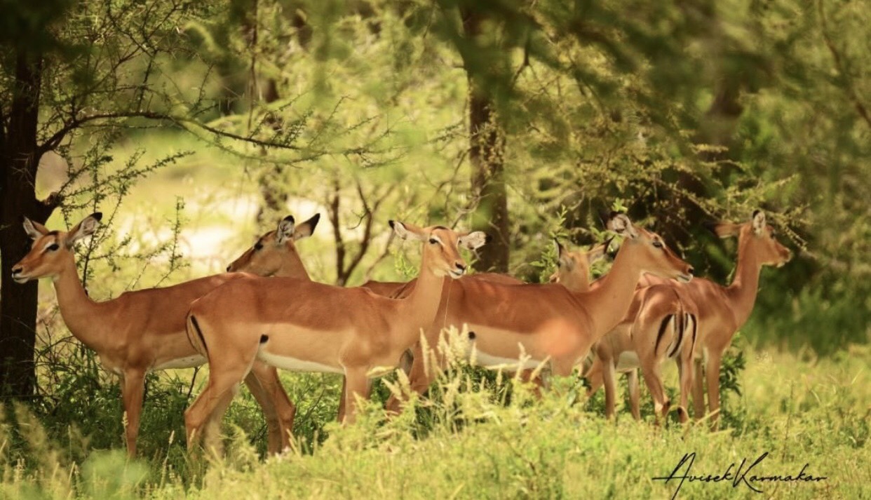 Tarangire national park safari