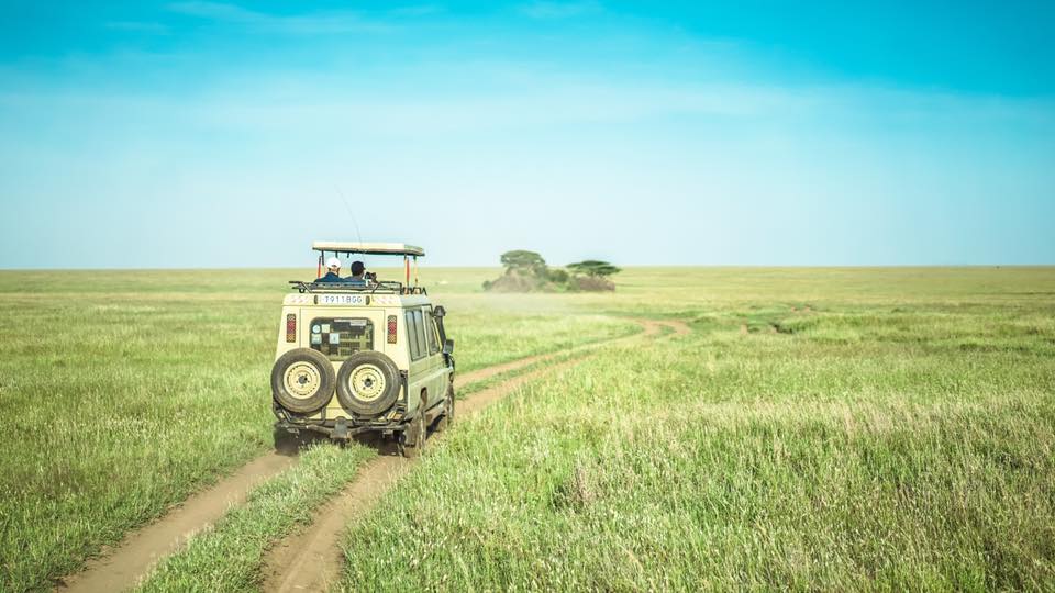Tarangire national park safari