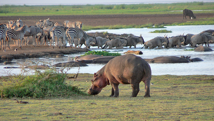 private safari tanzania