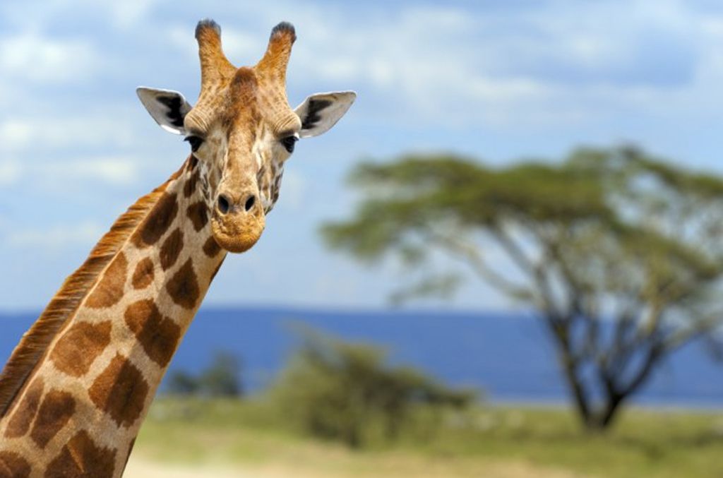 tarangire national park safari
