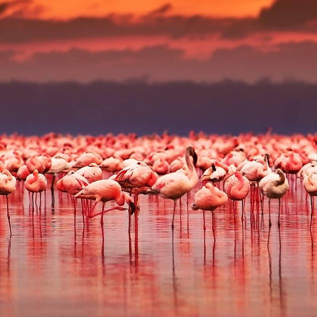 luxury-serengeti-safari