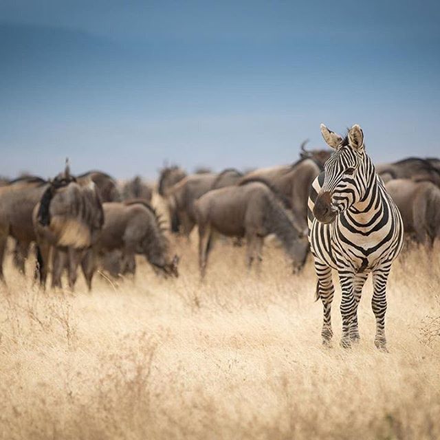best-time-to-see-great-migration-serengeti