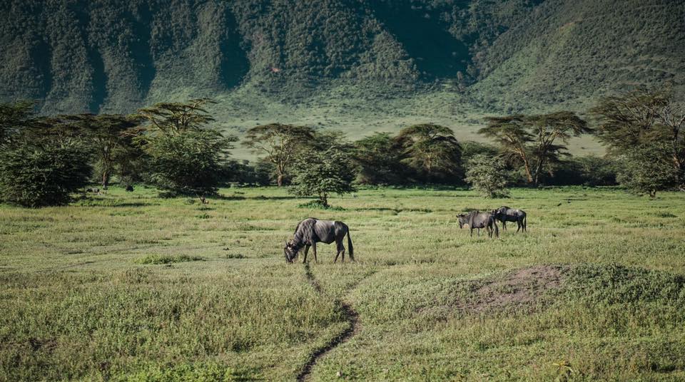 why-visit-ngorongoro-crater