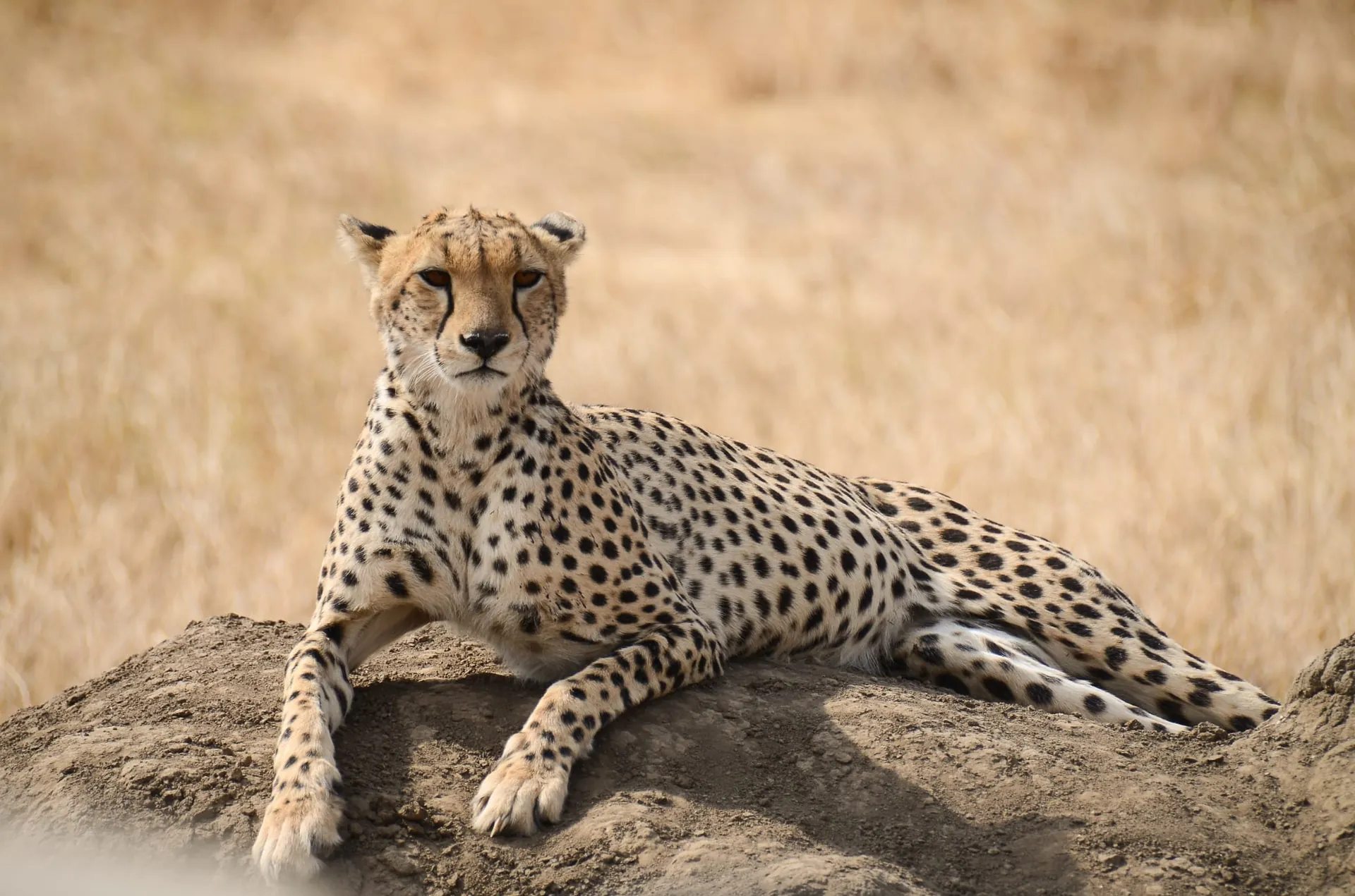 Cheetah lying on a termite mound in dry golden grass on a Tanzania safari