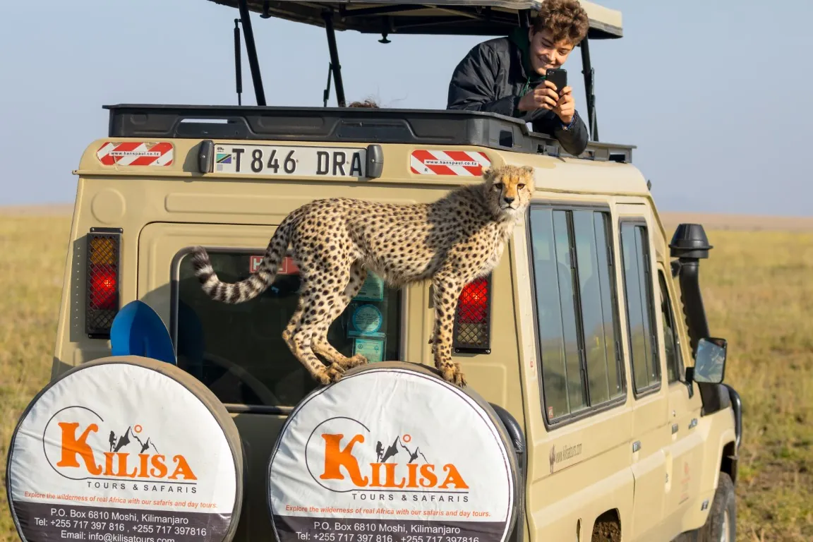 Guest photographing a cheetah standing on the spare wheels of a Kilisa Tours safari vehicle